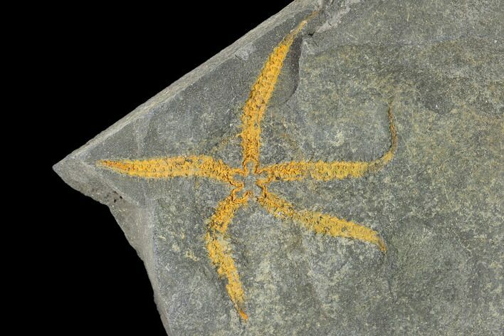 Ordovician Brittle Star (Ophiura) - Morocco #154283